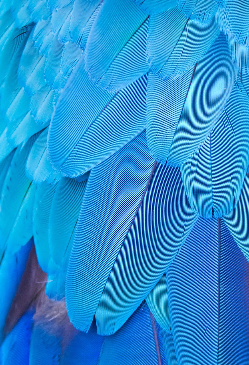 blue feather 6959585 1280